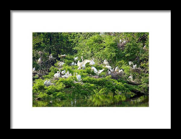 Egret Framed Print featuring the photograph Egret Estuary by Suzanne Gaff