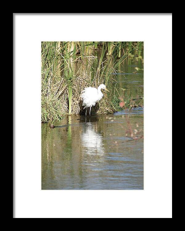 Wildlife Framed Print featuring the photograph Egret by Steven Clipperton