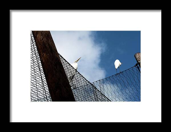Egrets Framed Print featuring the photograph The Angles of Egrets by Lorraine Devon Wilke