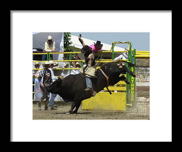 Rodeo Bull Riding Framed Print featuring the photograph Rodeo Eight Seconds by Bob Christopher