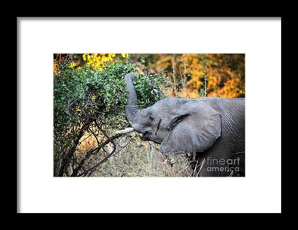 Elephant Framed Print featuring the photograph Elephant Detail by Gualtiero Boffi