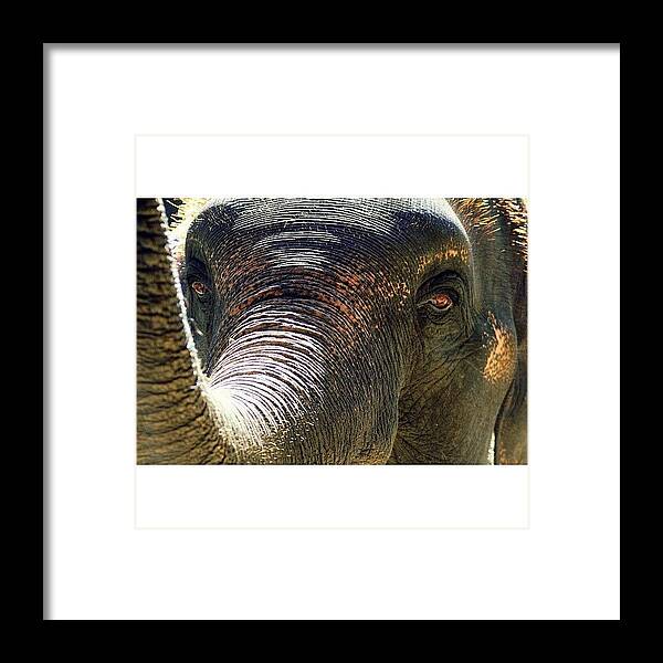 Brown Framed Print featuring the photograph Elephant Eye..#travel #thailand by A Rey