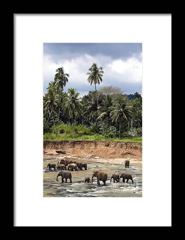 Animal Framed Print featuring the photograph Elephants in the river by Jane Rix