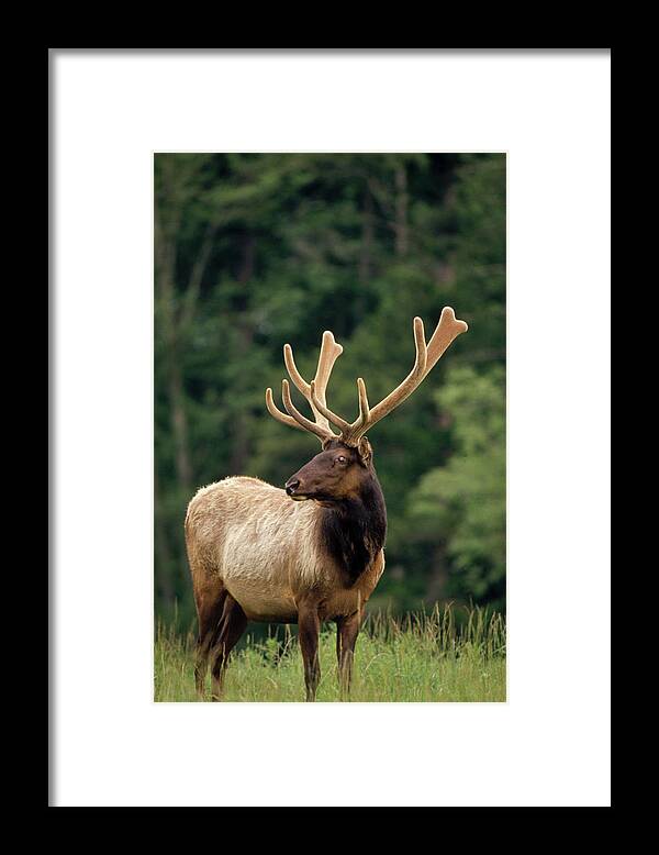 00203322 Framed Print featuring the photograph Elk Male Portrait by Gerry Ellis