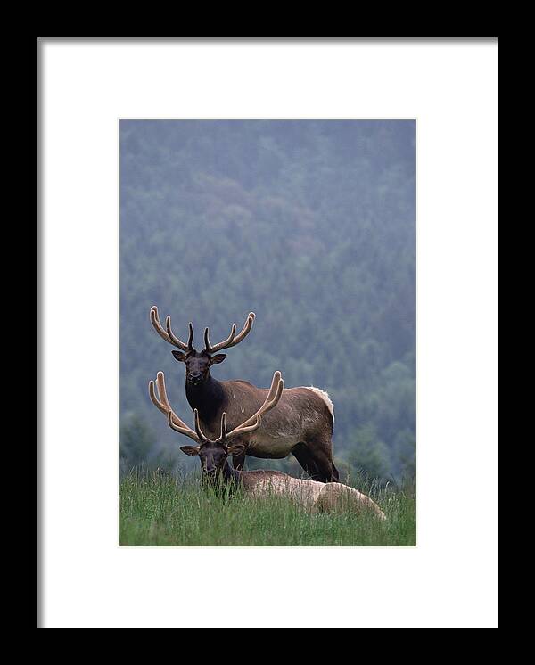 Mp Framed Print featuring the photograph Elk Cervus Elaphus Pair, One Resting by Gerry Ellis