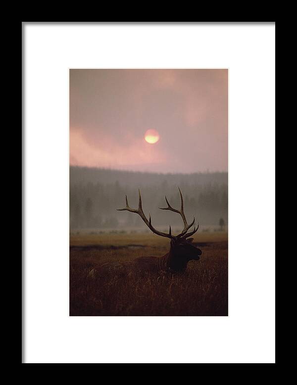 Mp Framed Print featuring the photograph Elk Cervus Elaphus Resting In Tall by Michael Quinton