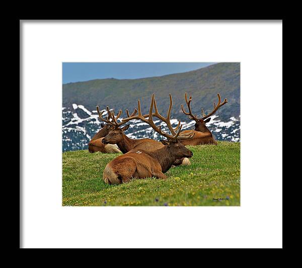 Elk Framed Print featuring the photograph Elk on the Tundra by Stephen Johnson