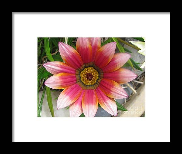 Flower Framed Print featuring the photograph Embellishment by Holy Hands