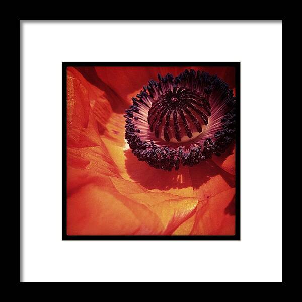 Spring Framed Print featuring the photograph Enamored by Angela Josephine