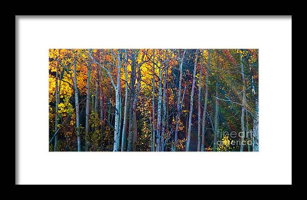 Aspen Grove Framed Print featuring the photograph Enchanted Aspen by L J Oakes