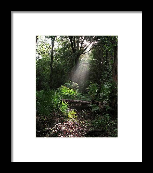Nature Framed Print featuring the photograph Enchanted Forest by Peggy Urban