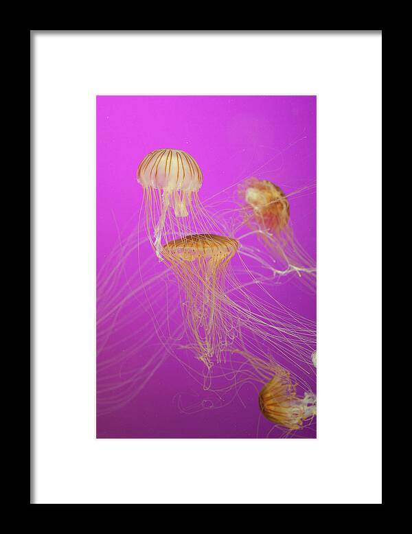 Jellyfish Framed Print featuring the photograph Enchanted Jellyfish 1 by Pam Fong