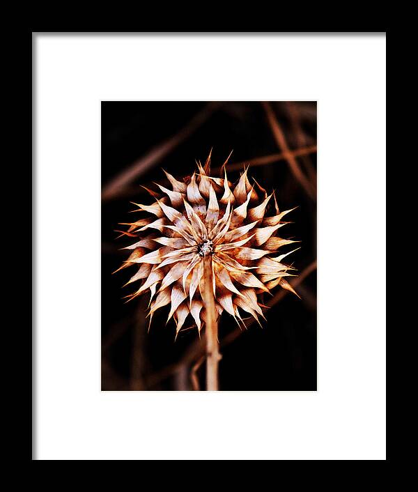 End Framed Print featuring the photograph End of a Sunflower by Marilyn Hunt