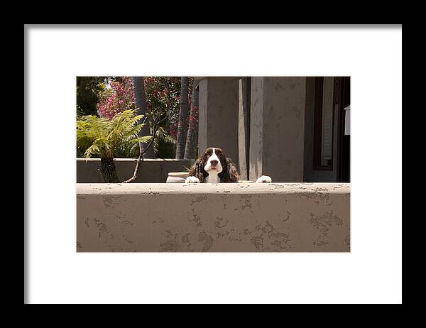 Dog Framed Print featuring the photograph English Springer Spaniel by Ron Javorsky