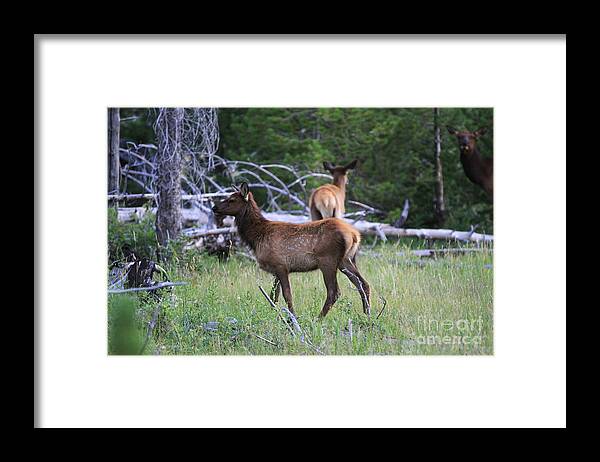 Calf Elk Framed Print featuring the photograph Enjoying The Evening by Edward R Wisell