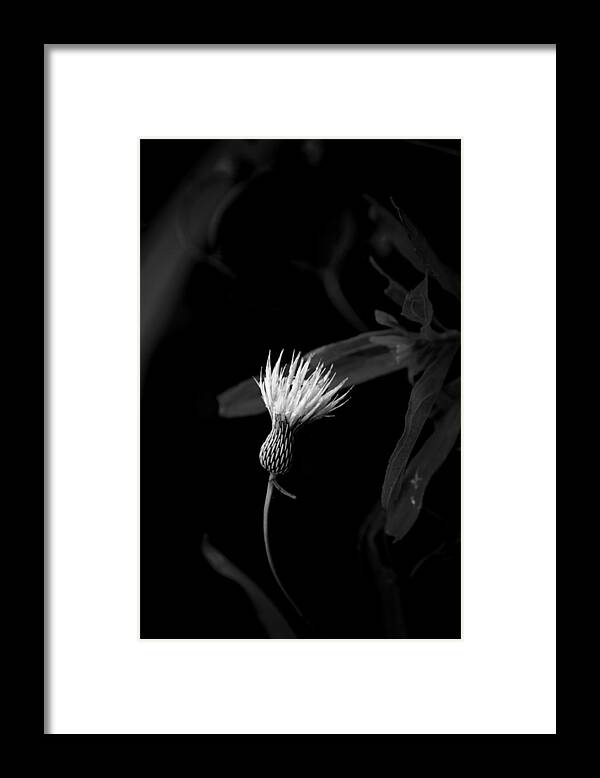 Plants Framed Print featuring the photograph Escaped by David Weeks