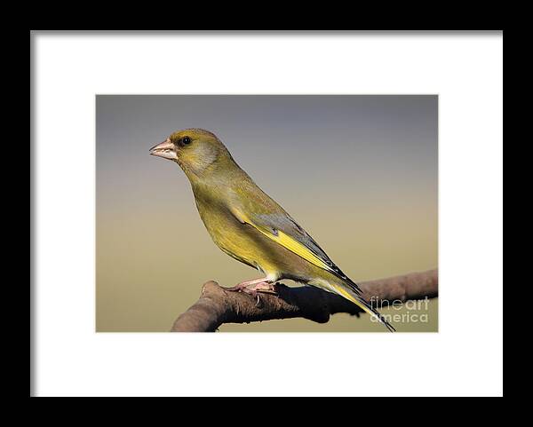 Greenfinch Framed Print featuring the photograph European Greenfinch by Maria Gaellman