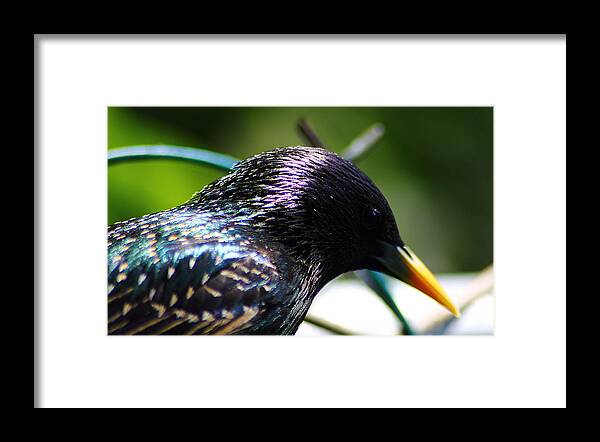 Bird Framed Print featuring the photograph European Starling 2 by Scott Hovind
