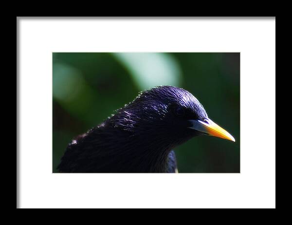 Bird Framed Print featuring the photograph European Starling by Scott Hovind