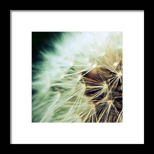 Me Framed Print featuring the photograph Even Dandelions Look Cool Up Close by Tyler Dillman