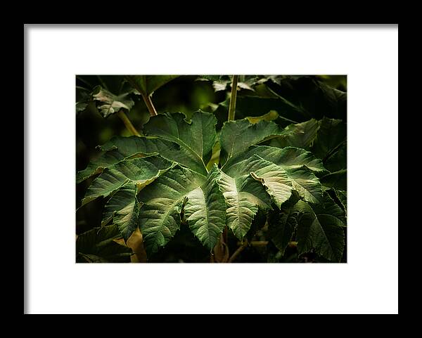 Palms Framed Print featuring the photograph Evening Glow by Brenda Bryant