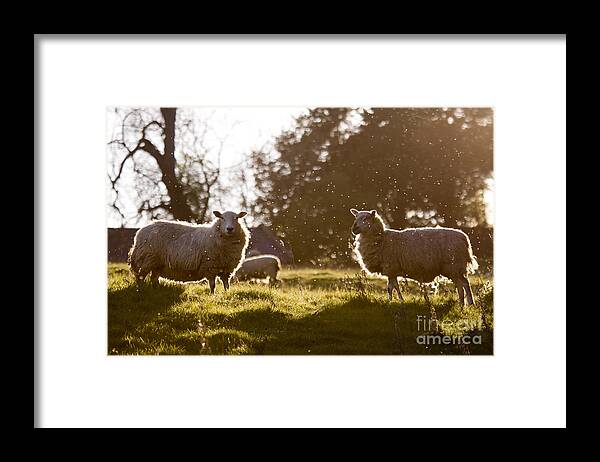 Sheep Framed Print featuring the photograph Evening on the meadow by Ang El