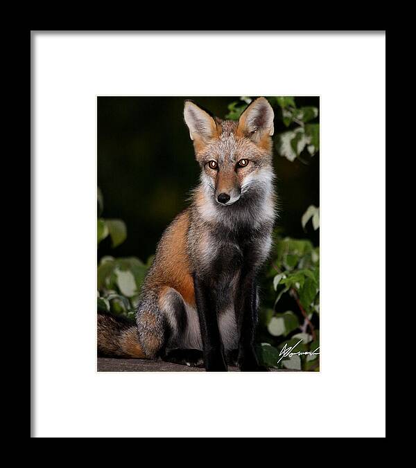 Fox Framed Print featuring the photograph Evening by Sarah Lalonde