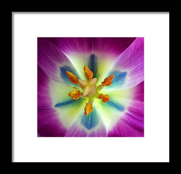 Tulip Framed Print featuring the photograph Every Time by Melanie Moraga
