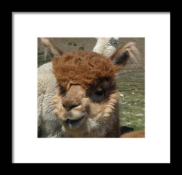Alpaca Framed Print featuring the photograph Ewok by Kim Galluzzo Wozniak