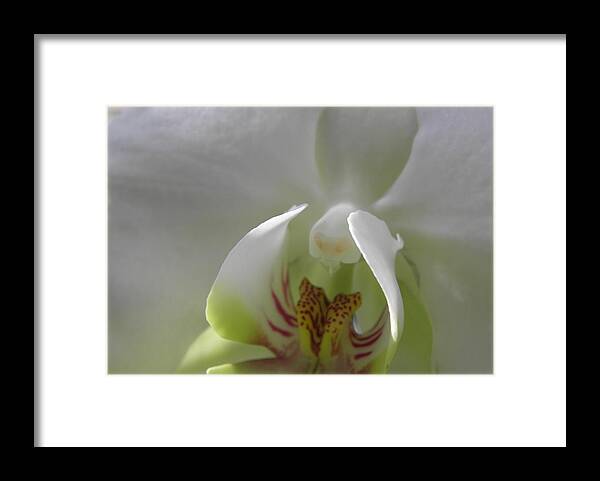 Orchid Framed Print featuring the photograph Exotic Beauty In White by Kim Galluzzo