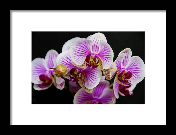 Exotic Framed Print featuring the photograph Exotic Orchids by Angelina Tamez