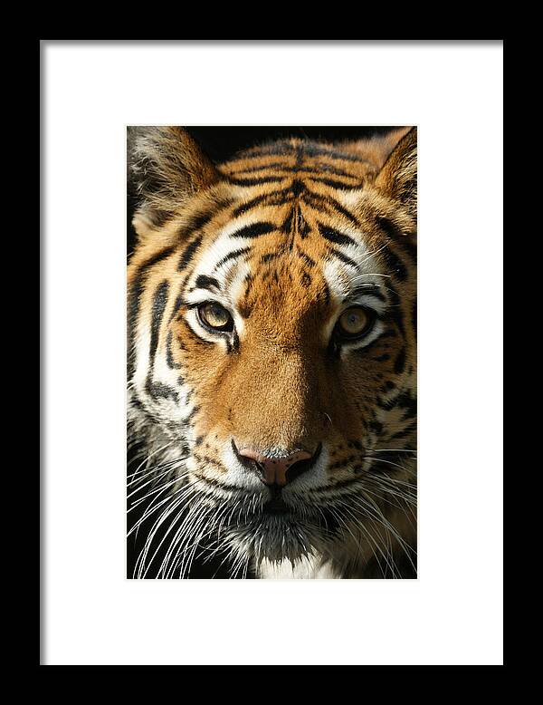 Tiger Framed Print featuring the photograph Eye Contact by Ernest Echols
