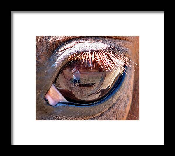 Horse Framed Print featuring the photograph Eye Of The Beholder by Rory Siegel