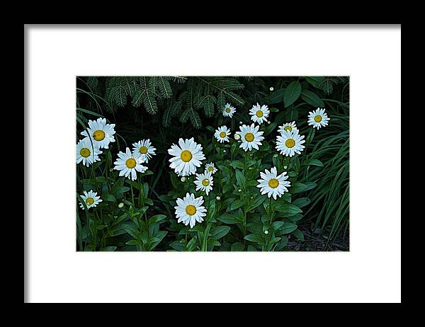 Flower Framed Print featuring the photograph Eyes by Joseph Yarbrough
