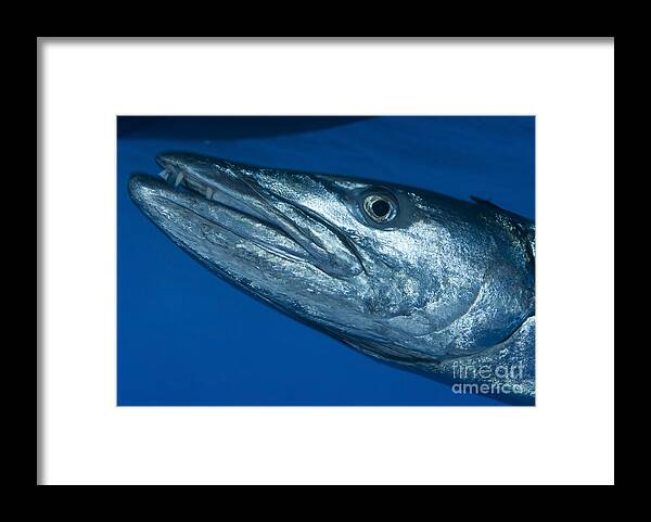 Sphyraenidae Framed Print featuring the photograph Facial View Of A Great Barracuda, Kimbe by Steve Jones