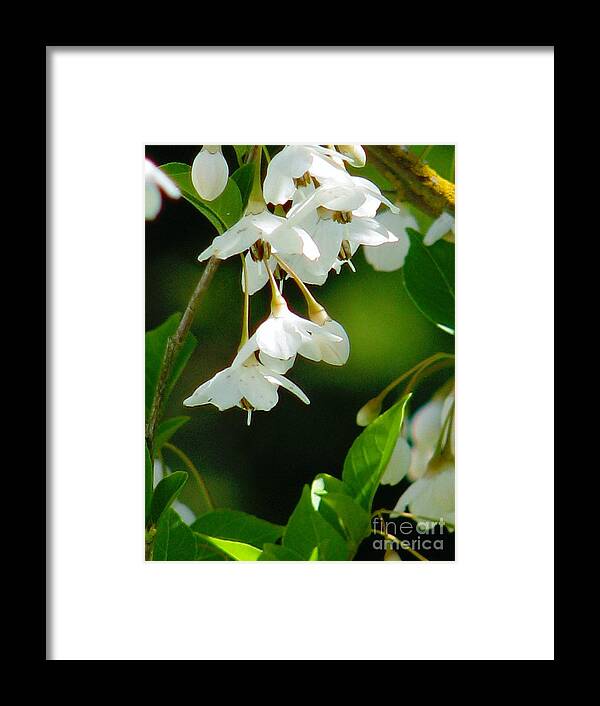 Flowers Framed Print featuring the photograph Faerie Bells 2 by Rory Siegel