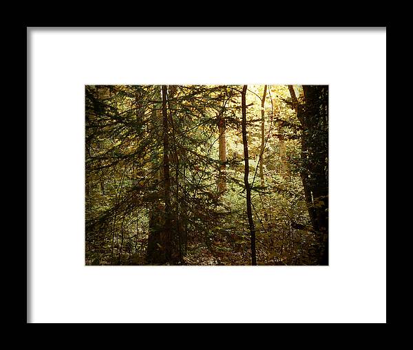 Forest Framed Print featuring the photograph Fairy Tale Forest by Terry Eve Tanner