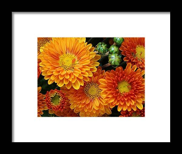 Flora Framed Print featuring the photograph Fall Colors by Bruce Bley
