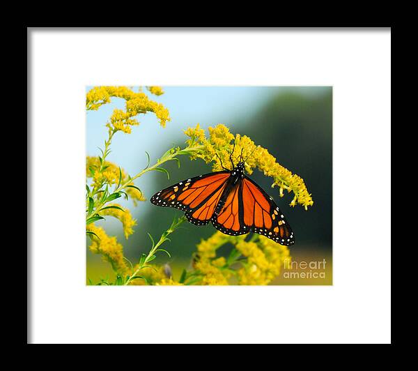 Fall Framed Print featuring the photograph Fall Colour by Craig Leaper