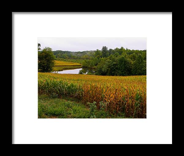Corn Framed Print featuring the photograph Fall Corn in Virginia Countryside by Richard Singleton