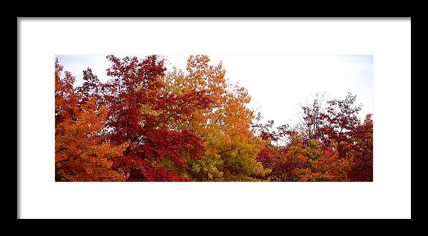 Fall Color Colors Leaf Leaves Tree Orange Red Green Chico Ca Framed Print featuring the photograph Fall Filled Sky by Holly Blunkall