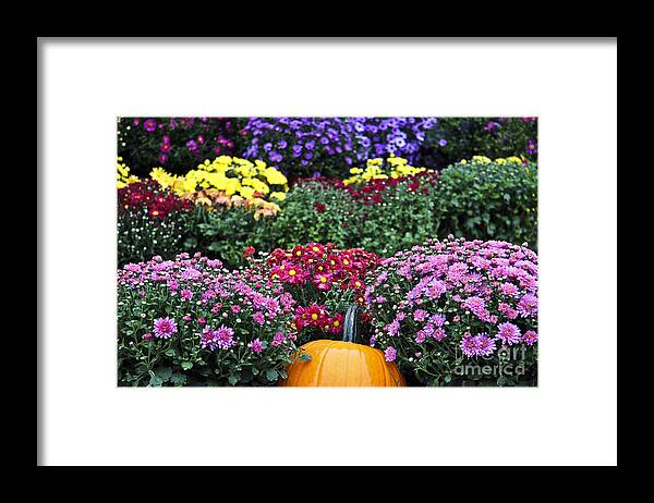 Mums Framed Print featuring the photograph Fall Fireworks by Brenda Giasson