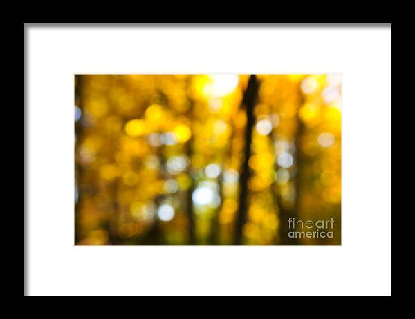 Nature Framed Print featuring the photograph Fall forest in sunshine 1 by Elena Elisseeva