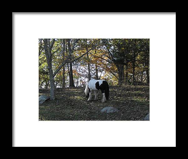 Fall Framed Print featuring the photograph Fall Graze by Kim Galluzzo Wozniak