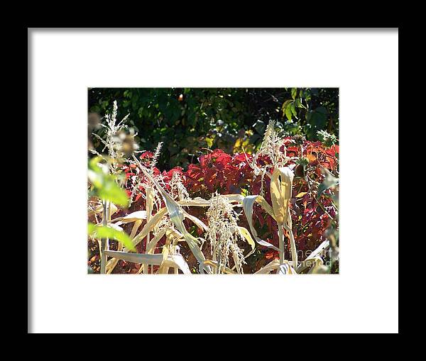 Fall Colors Framed Print featuring the photograph Fall Harvest of Color by Dorrene BrownButterfield