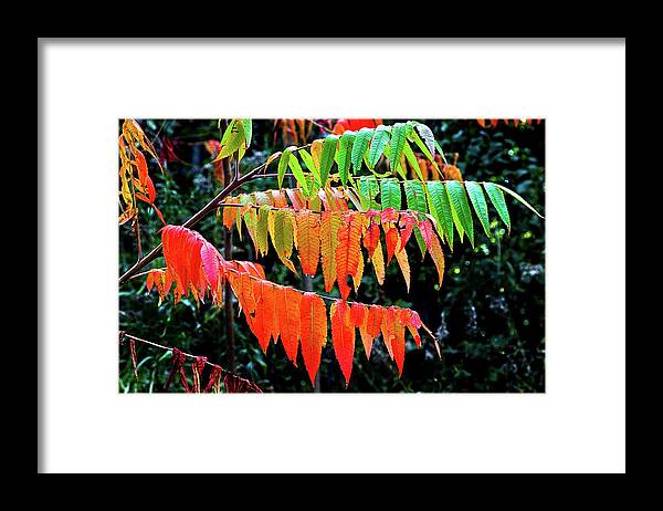 Fall Framed Print featuring the photograph Fall Leaves by Burney Lieberman