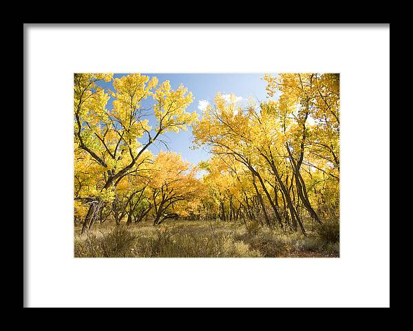Fall Leaves Framed Print featuring the photograph Fall Leaves in New Mexico by Shane Kelly