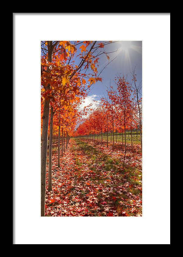 Tree Framed Print featuring the photograph Fall Line Up by Jean Noren