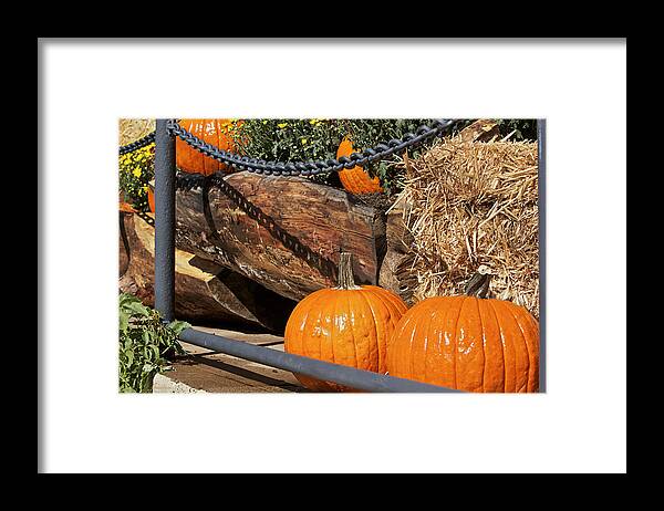 Pumpkins Framed Print featuring the photograph Fall Pumpkins by Phyllis Denton