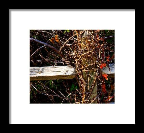 Fence Framed Print featuring the photograph Fall Tangle by Bruce Carpenter